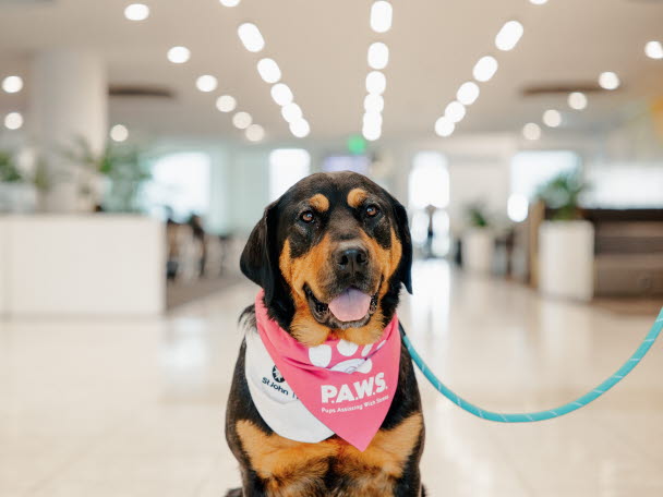 PAWS, Therapy dog, St John